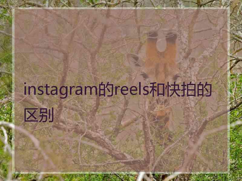 instagram的reels和快拍的区别